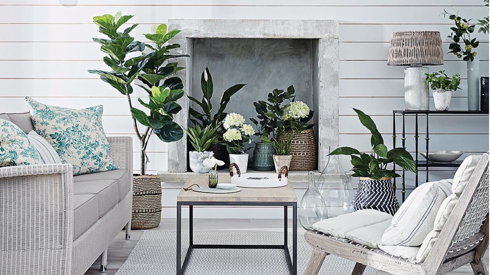 Tap water can be bad for houseplants