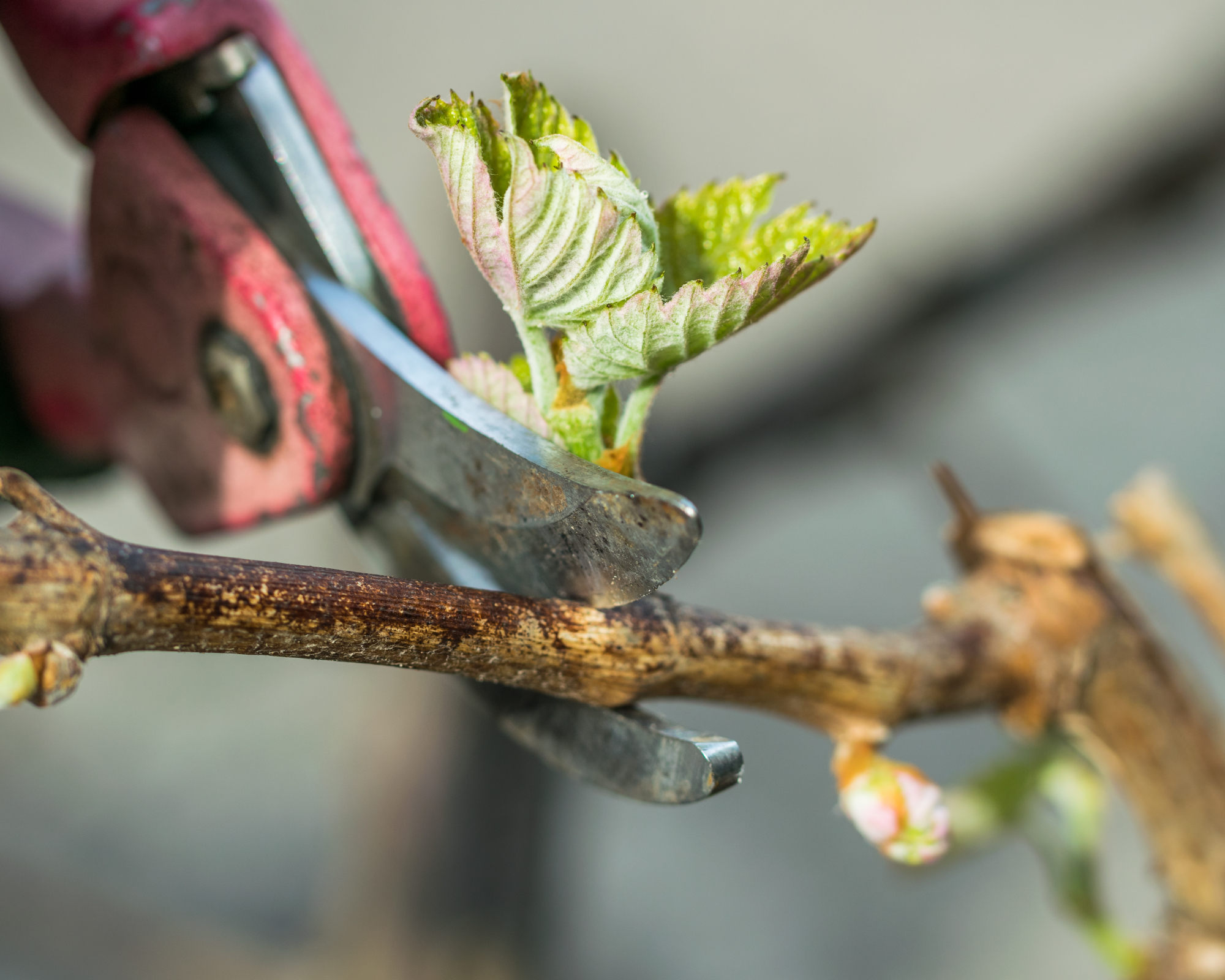 pruning in spring with secateurs