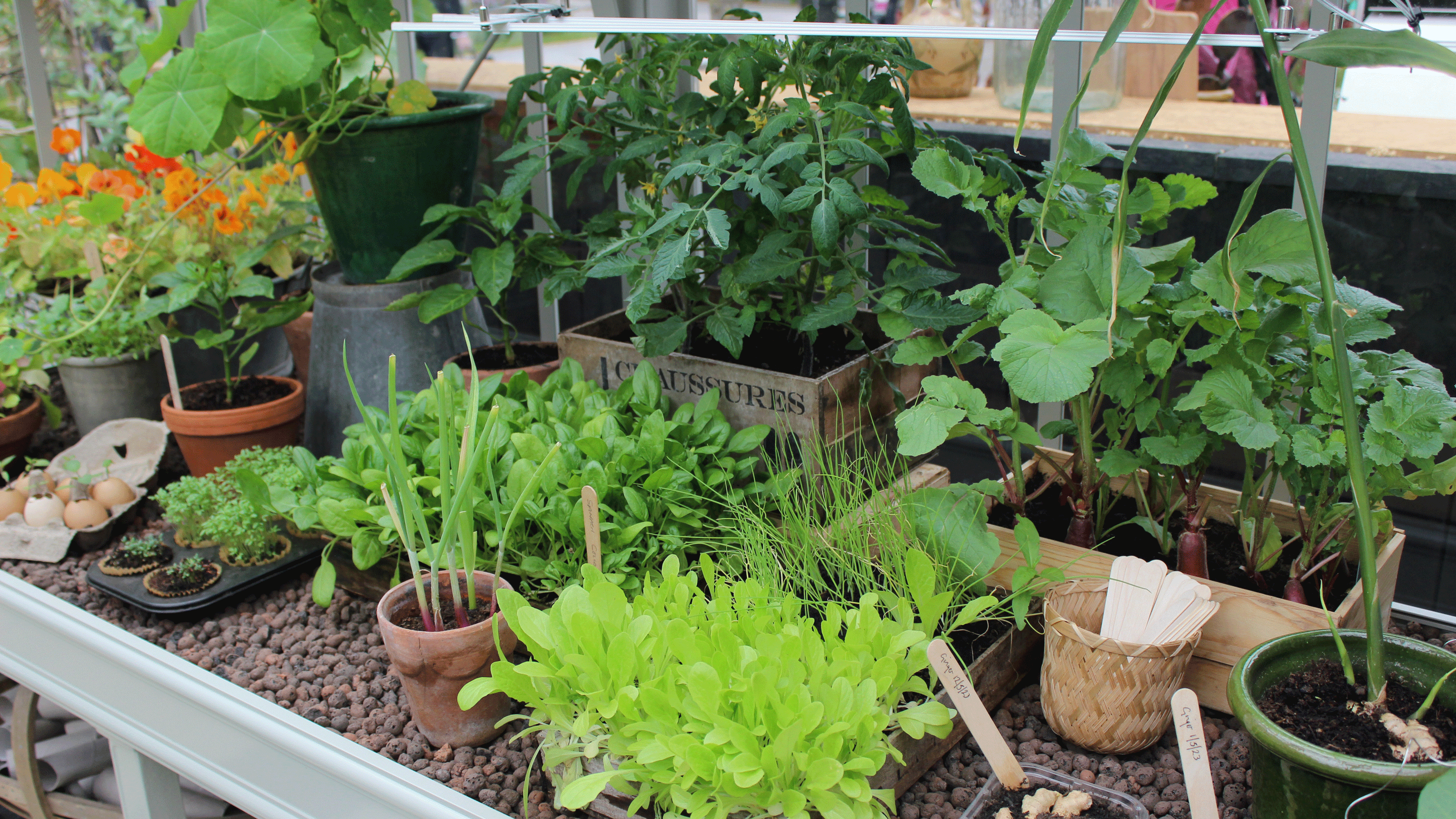 A basket of beetroot in a vegetable garden