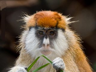 The heavily mustached patas monkey