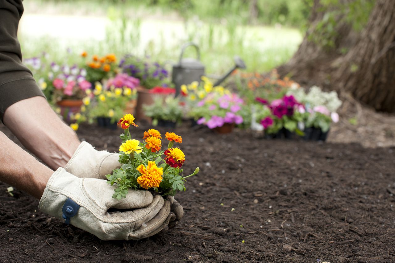 marigolds being planted GettyImages-1156537866