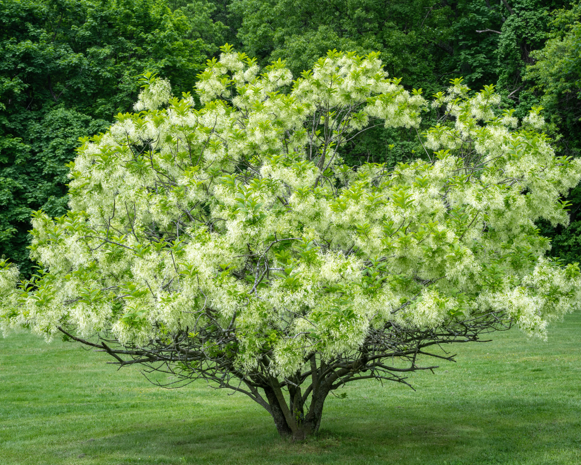 American fringetree in bloom