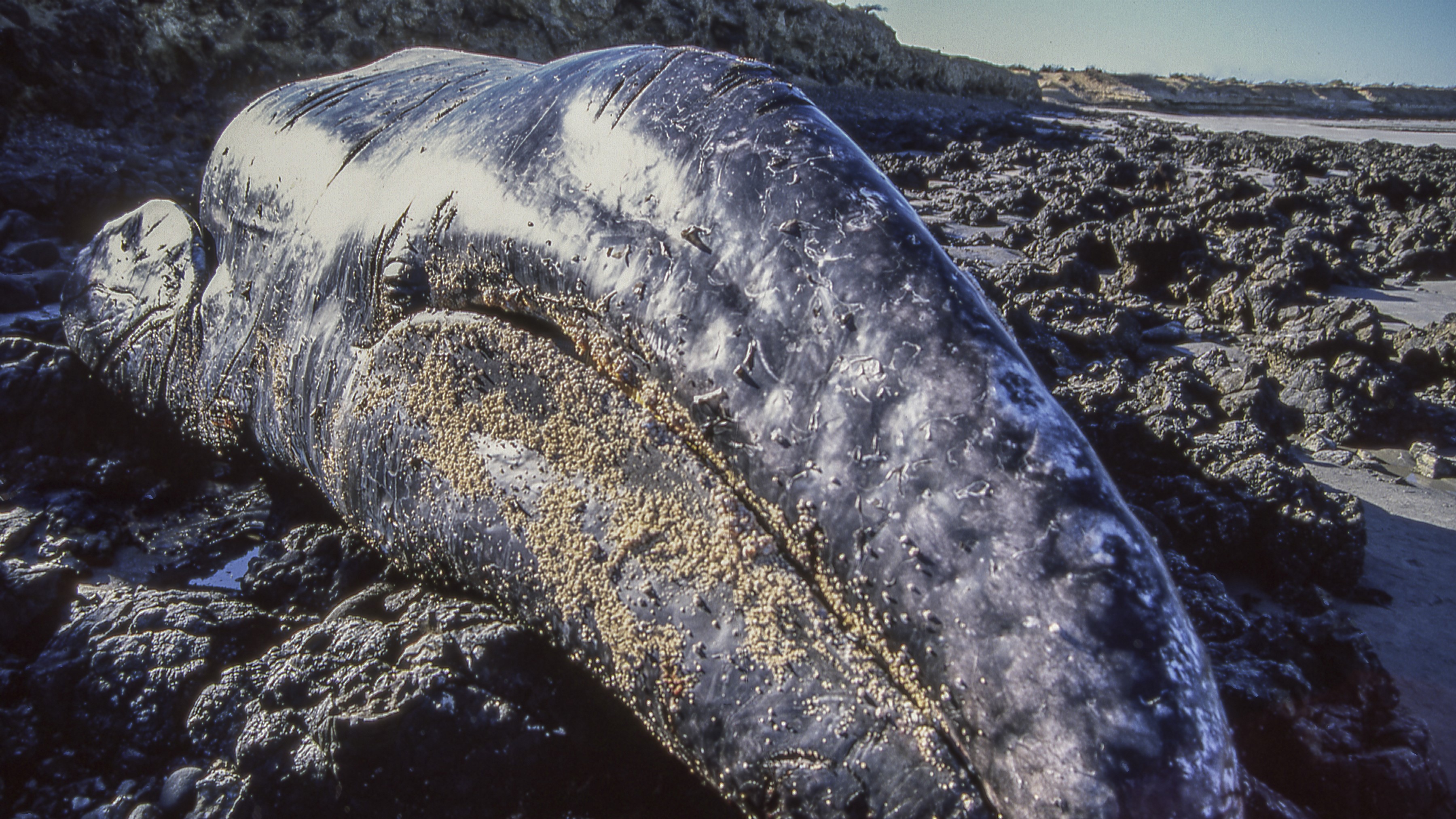 The sad, smelly story behind a beloved gray whale skeleton in Long Beach 