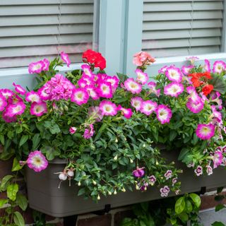 Window box with flowering ivy-leafed geraniums, calibrachoa and trailing fuchsias