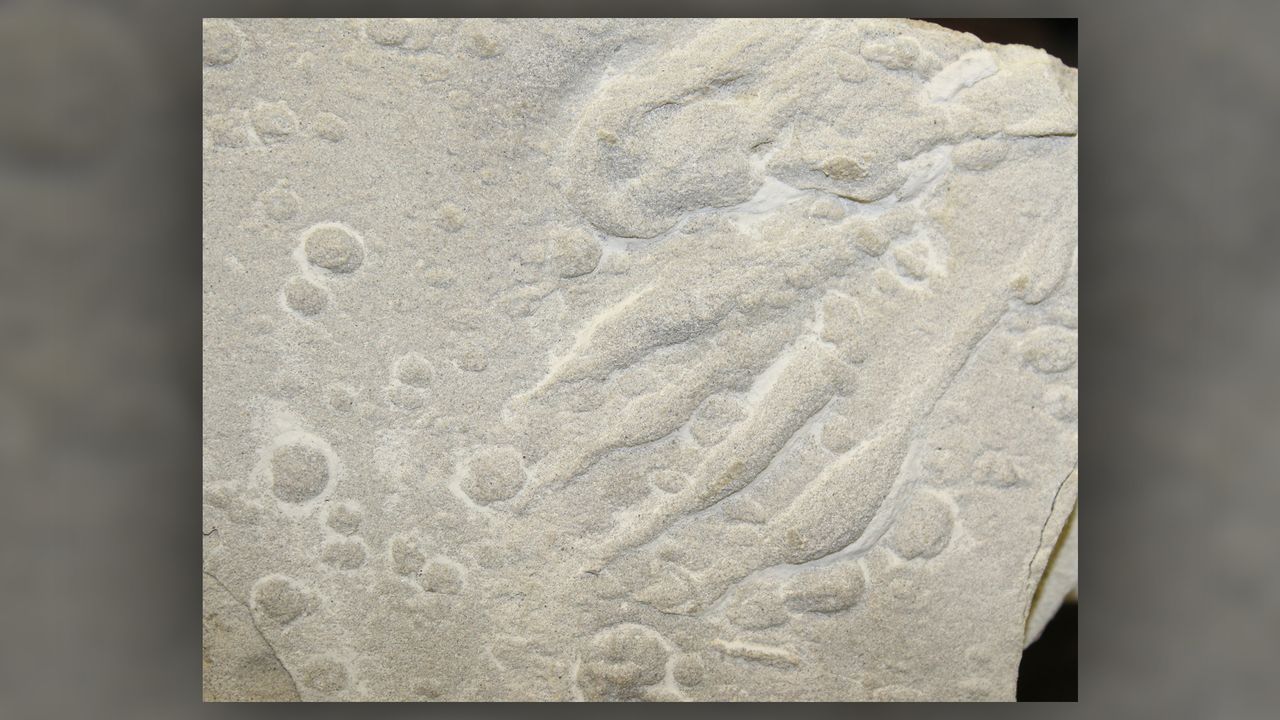 A single pterosaur footprint surrounded by raindrop impressions.