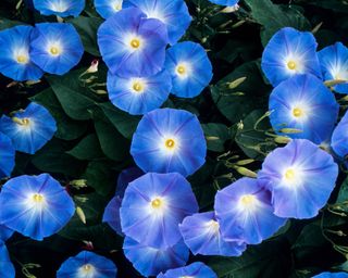 blue flowers of morning glory 'Heavenly Blue'