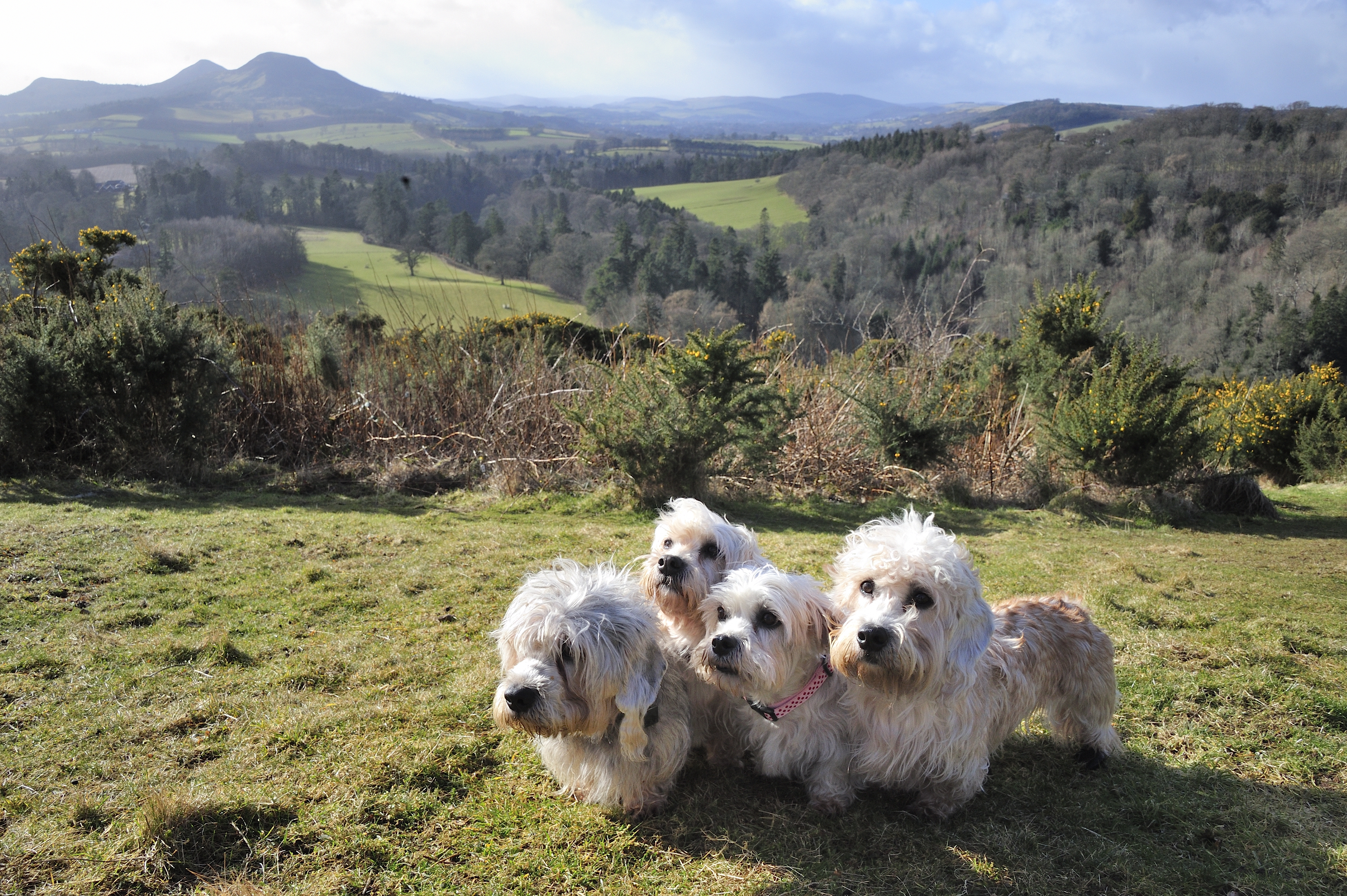 Four Dandie Dinmont Terriers standing closely together on a grassy hillside, with the rolling green landscape and the Eildon Hills in the background.
