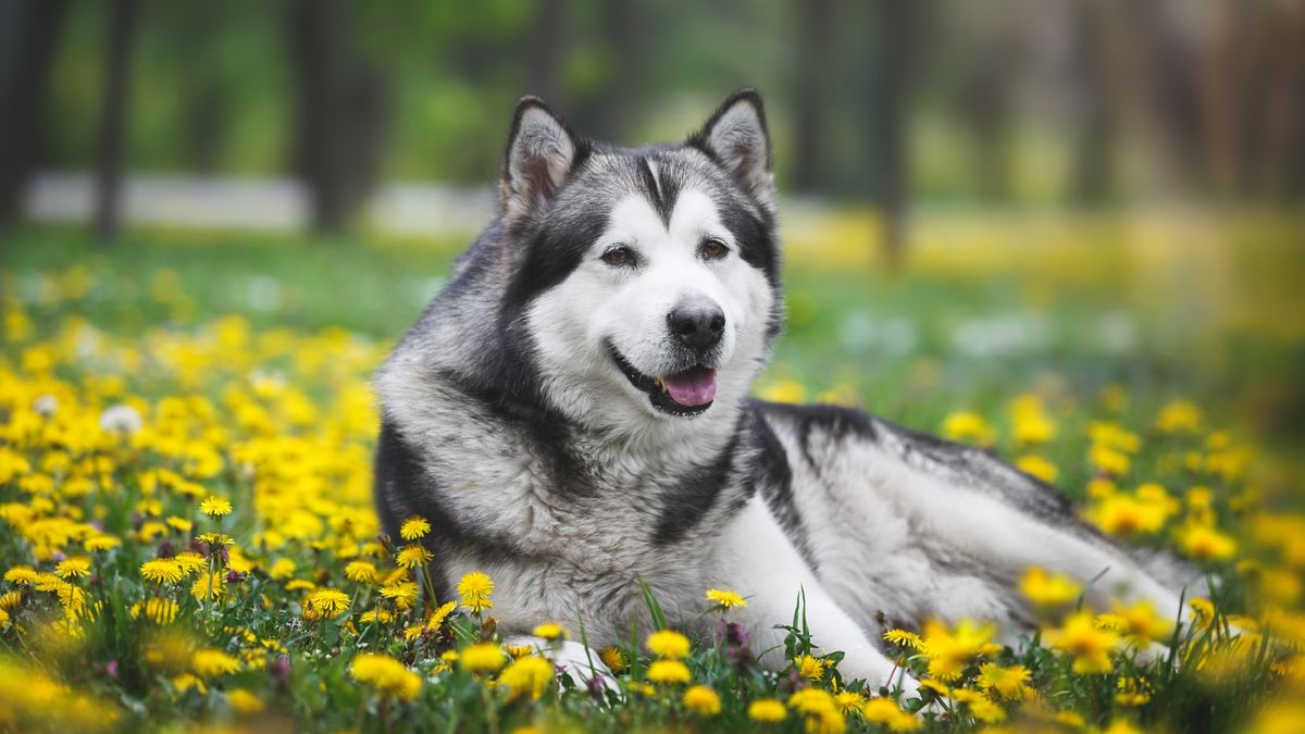 An Alaskan malamute lies in a field of yellow flowers