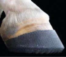 hoofwrap2.jpg