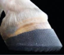 hoofwrap2.jpg