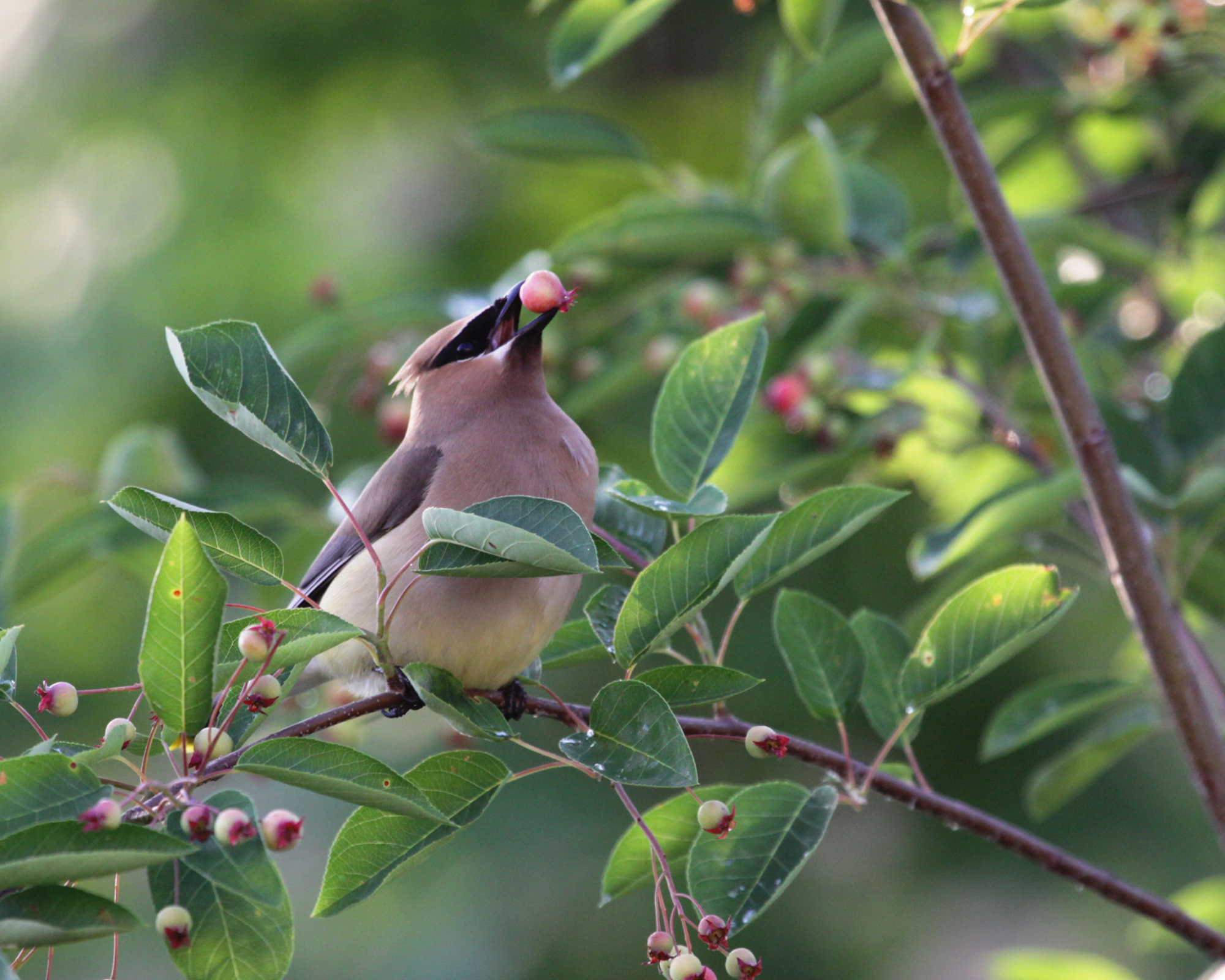A Cedar Waxwing (Bombycilla cedrorum), eating a serviceberry.