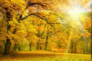 Gold Autumn with sunlight and sunbeams / Beautiful Trees in the forest