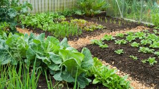 A no-dig style vegetable garden in spring where compost is spread over the soil surface as a mulch and natural processes are allowed to perform cultivation.
