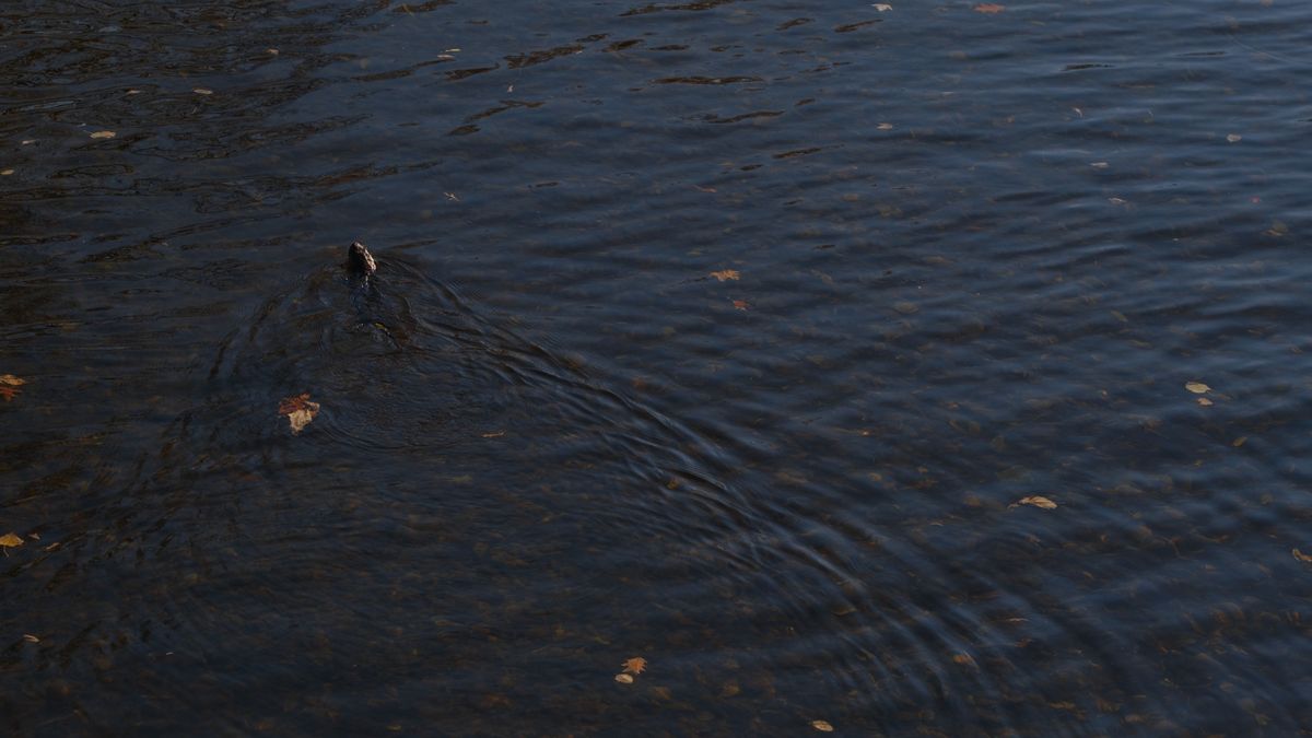A North American River Otter catching fish in a river