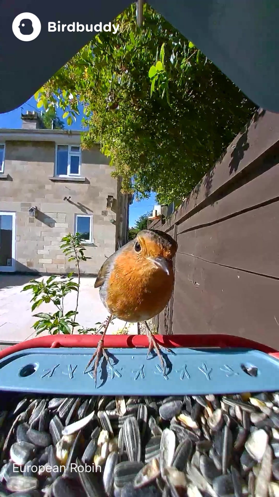A sample shot of a robin from the Bird Buddy 2