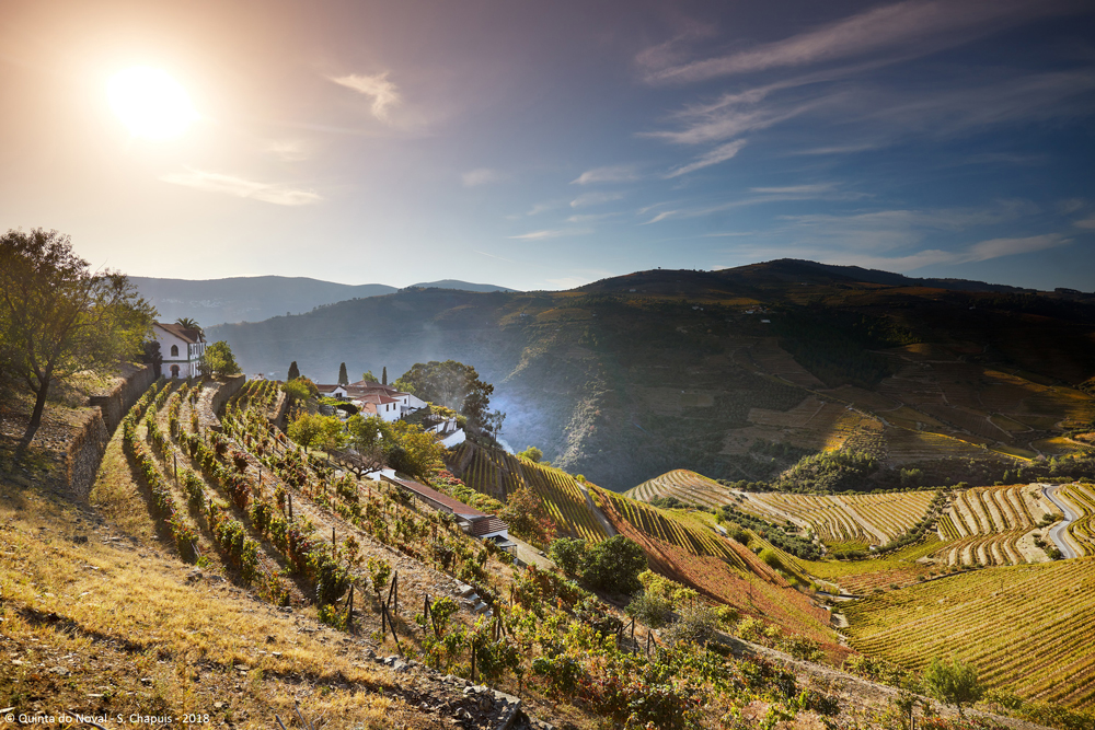 Quinta do Noval back view of the terraces in setting sun