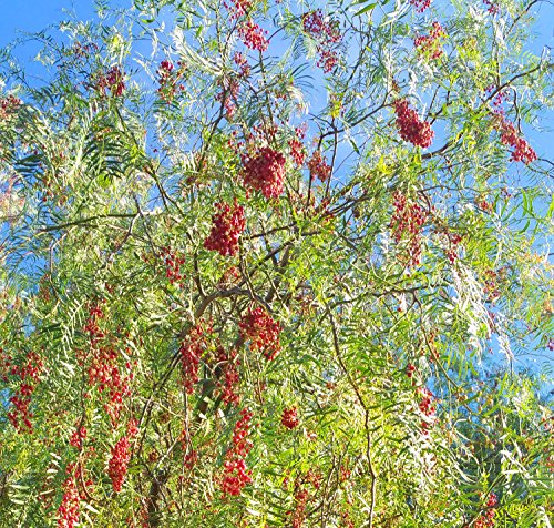 California Tree Pepper - Schinus Molle Seeds - 60 Seeds