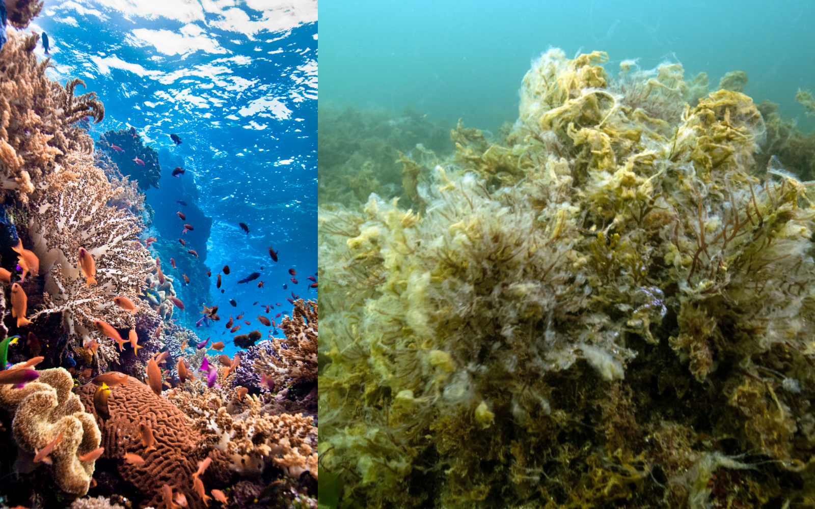 Two images of a thriving coral reef in clear water and one overgrown with seaweed in murky water.
