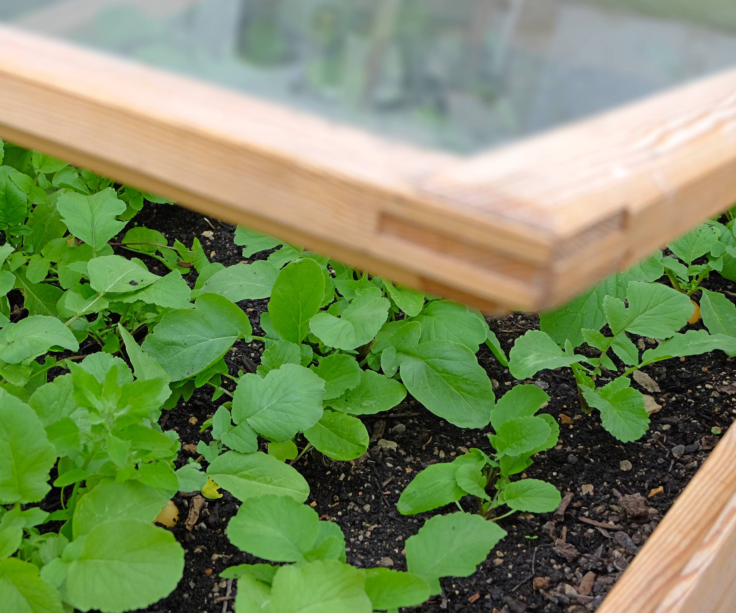 Radish seedlings in a cold frame