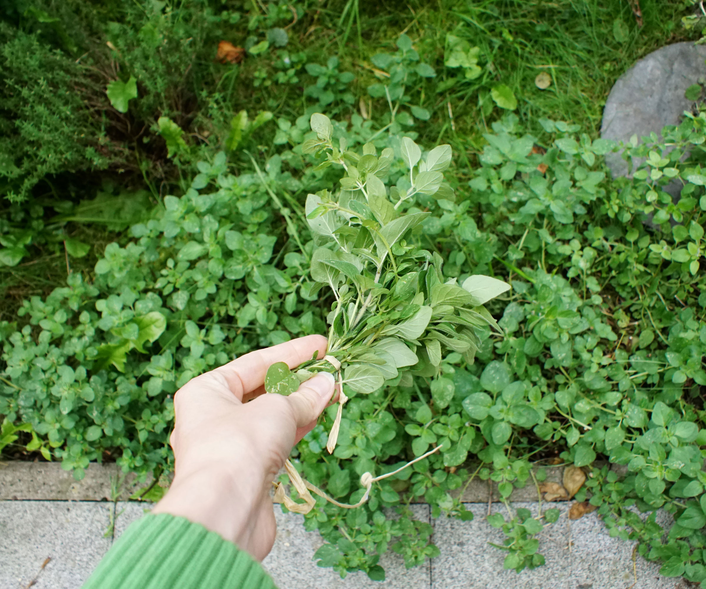 oregano stems being picked for cuttings