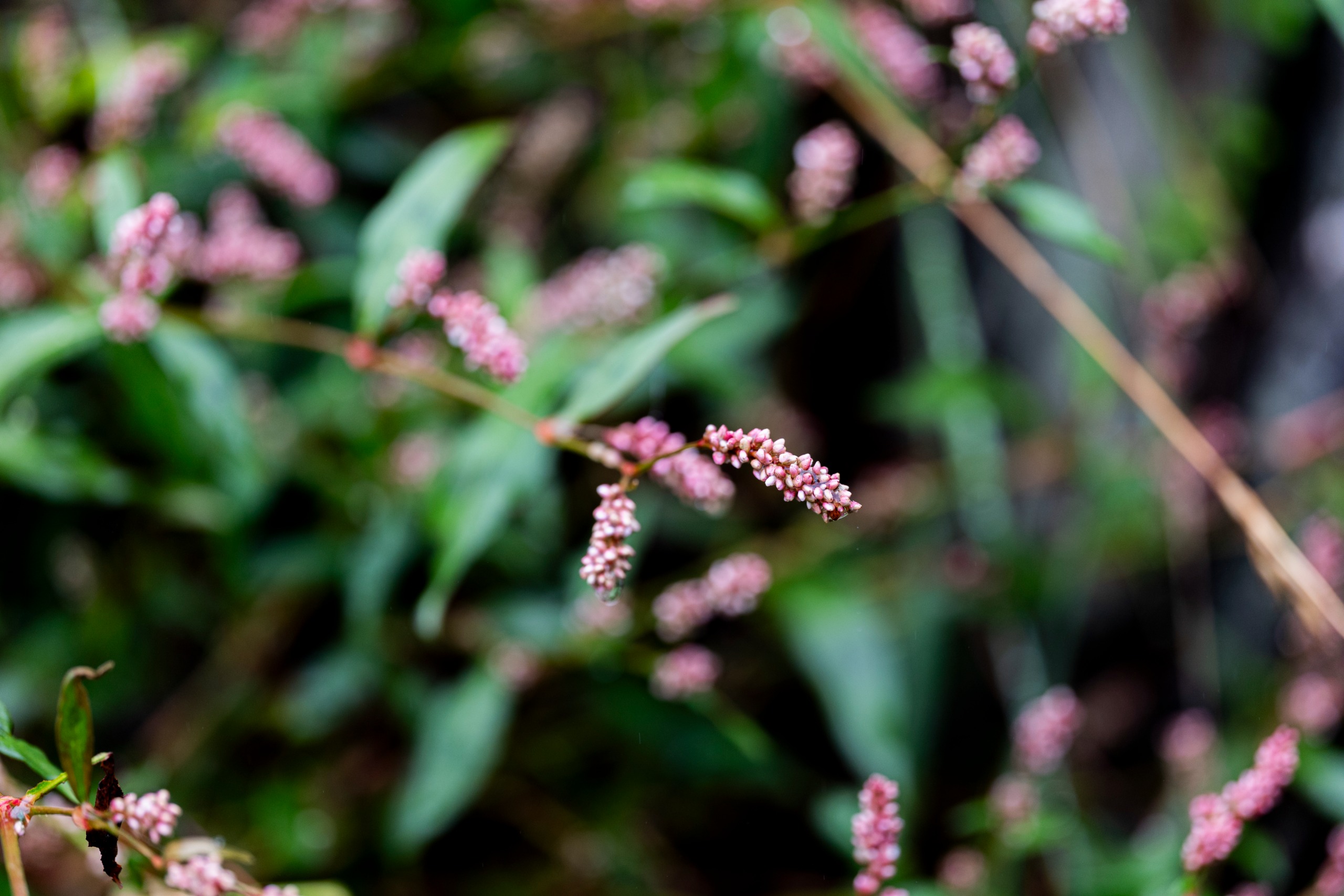 Leica APO-Macro-Elmarit-SL 100 f/2.8 Sample images