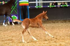 FUTURITY-Zazu-credit-Kevin-Sparrow.jpg
