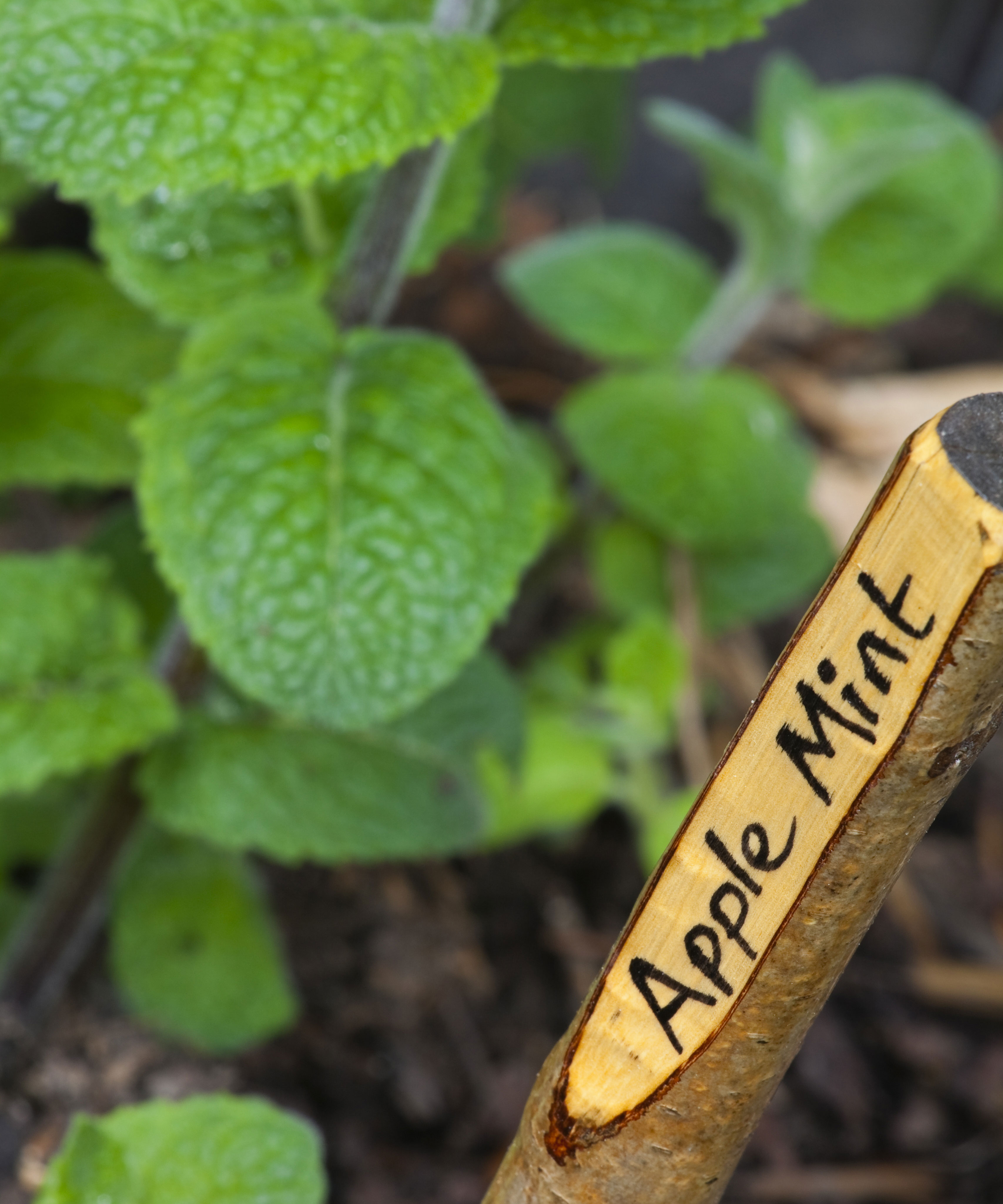 apple mint growing in herb garden