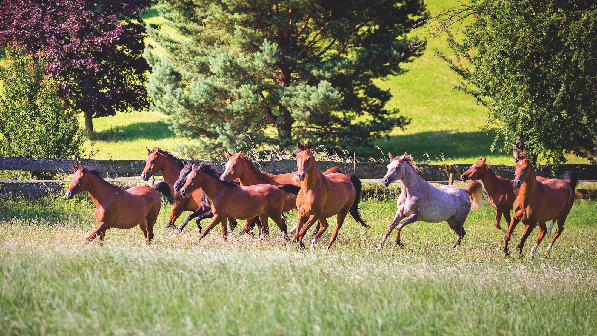 A group of horses cantering together in a field