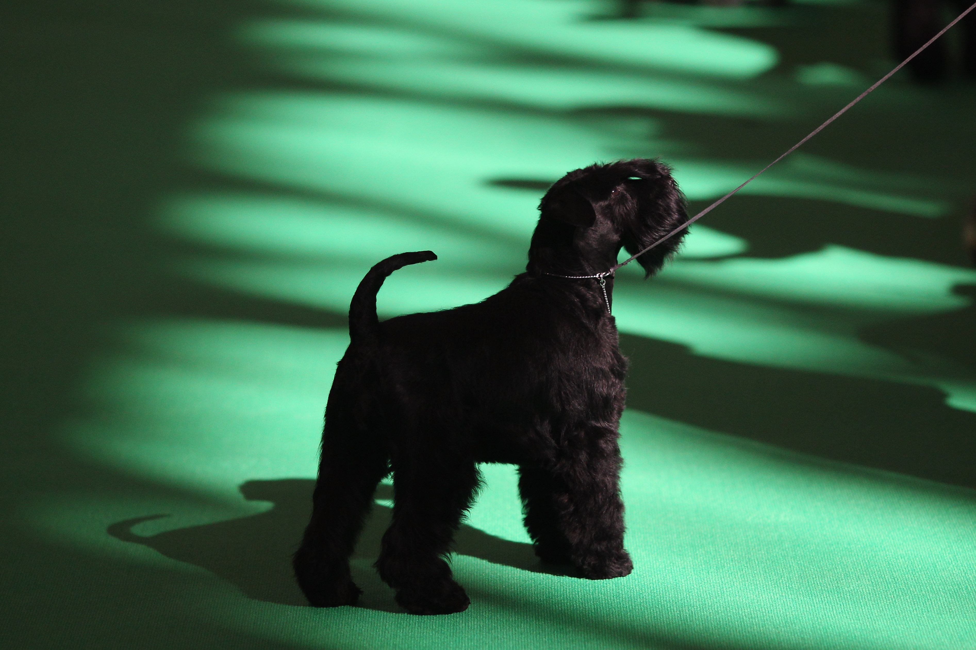A kerry blue terrier stands alert on a lead in a show ring, its clipped silhouette and beard sharply defined against a green-lit floor.