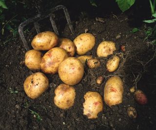 Potatoes being lifted by fork out the soil
