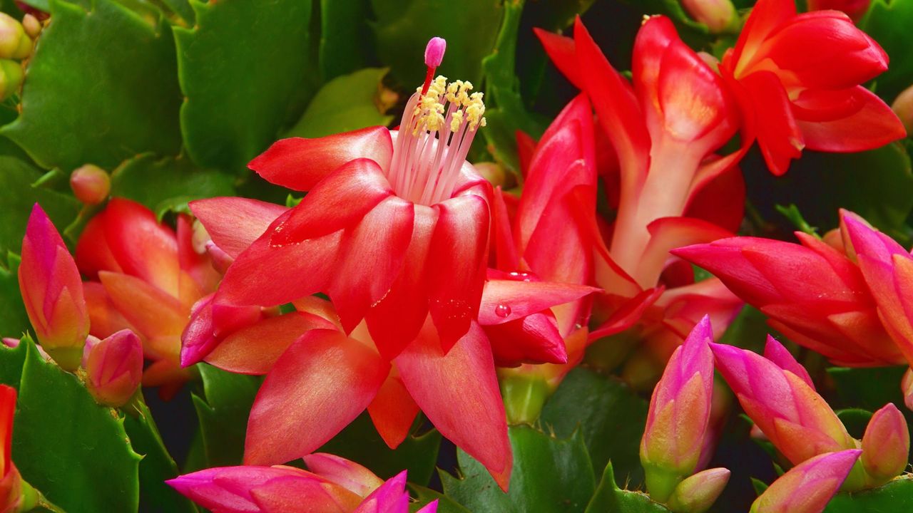 christmas cactus red flowers