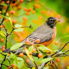 american robin on branch with berries