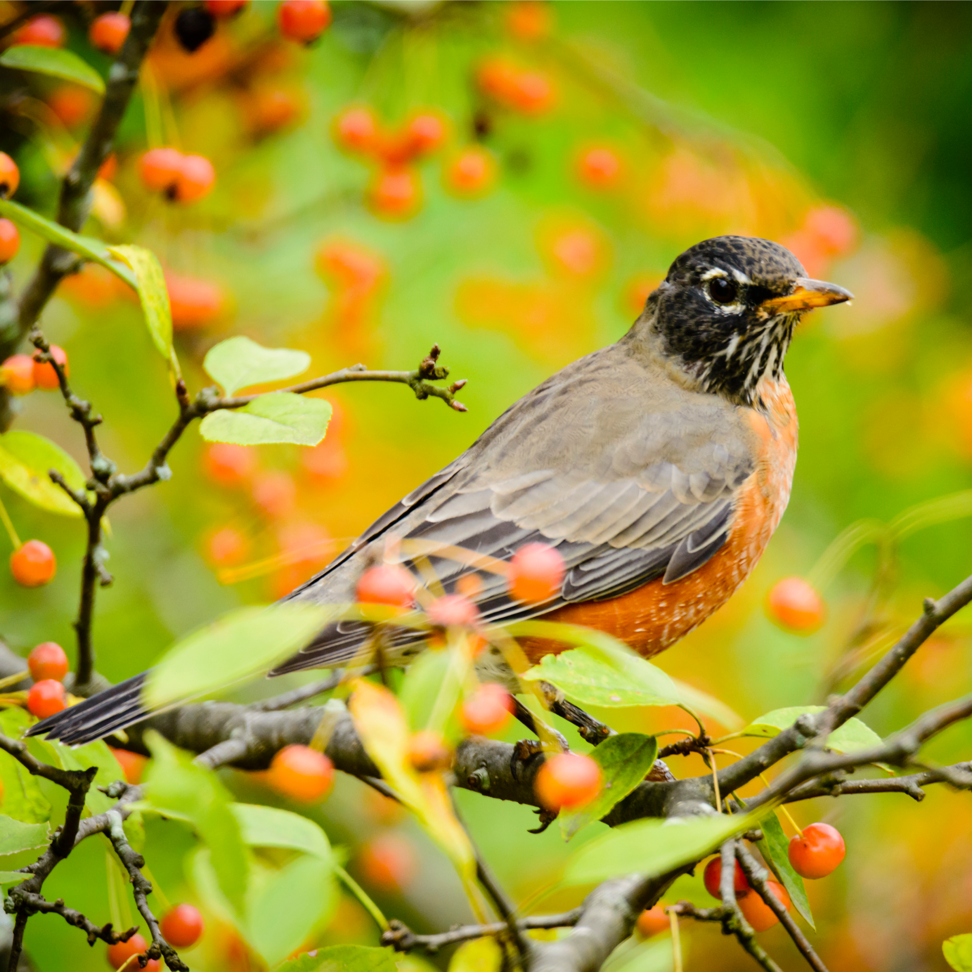 american robin on branch with berries