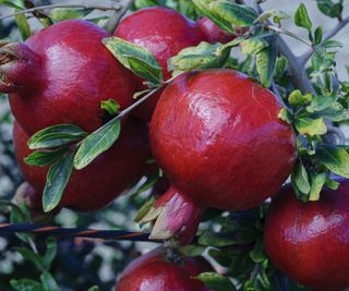 pomegranates in San Joaquin Valley