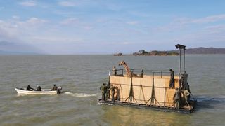 Since December 2020, nine giraffes have been carried by barge across the waters of Lake Baringo.