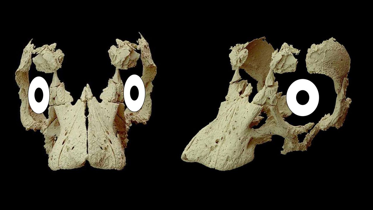A view of the dinosaur embryo, after it underwent an acid preparation.