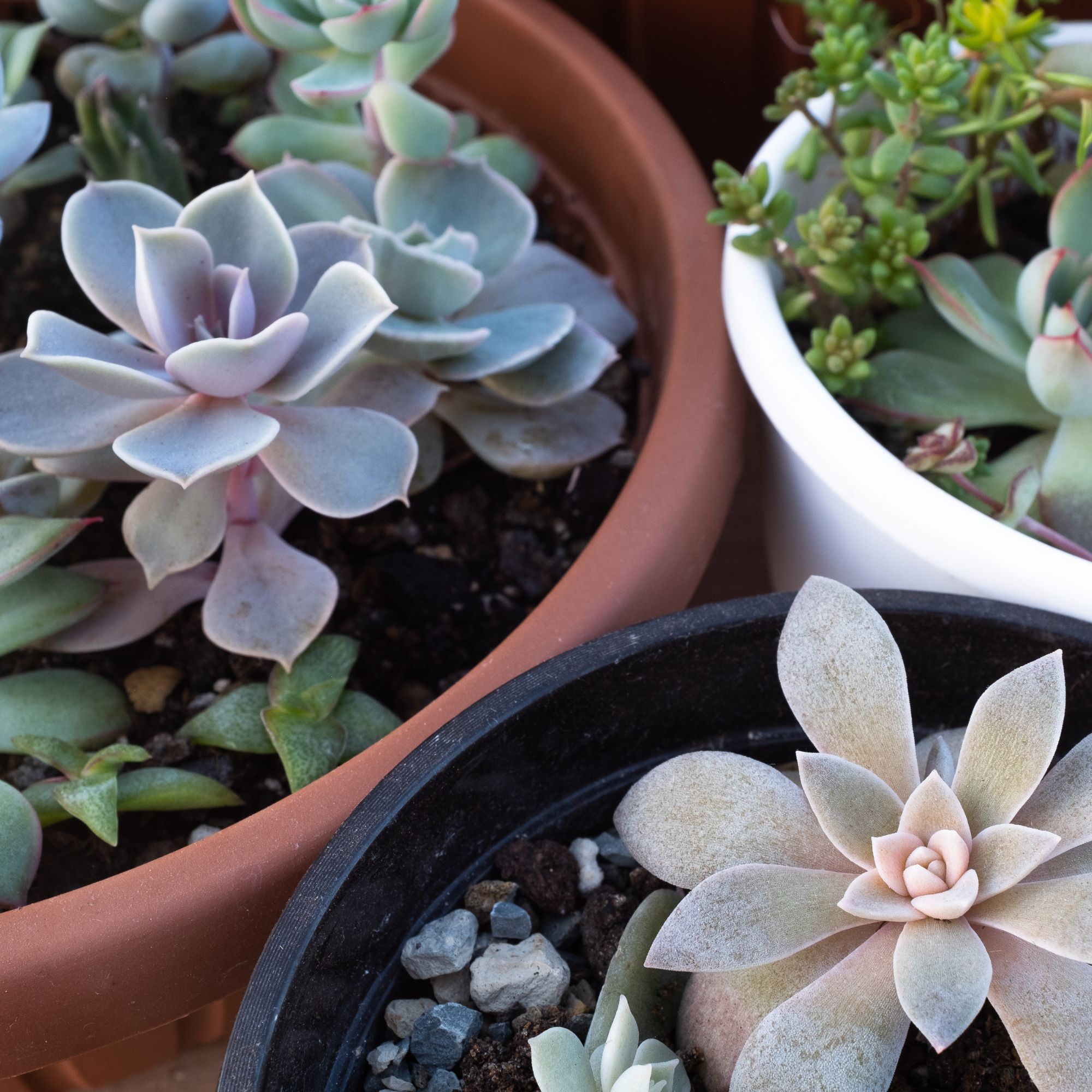 sedums in containers