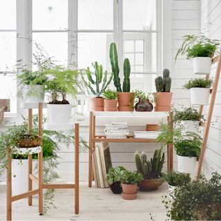 potted plant with white wall wooden stilts
