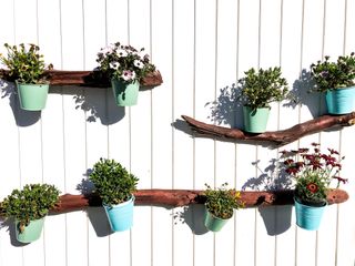 Blue plant pots containing green plants fixed on a white panelled wall