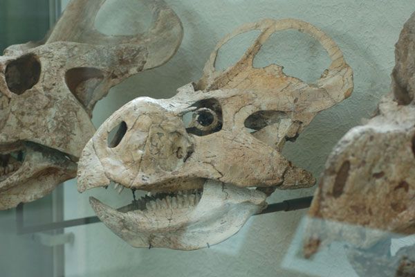 Protoceratops andrewsi skull