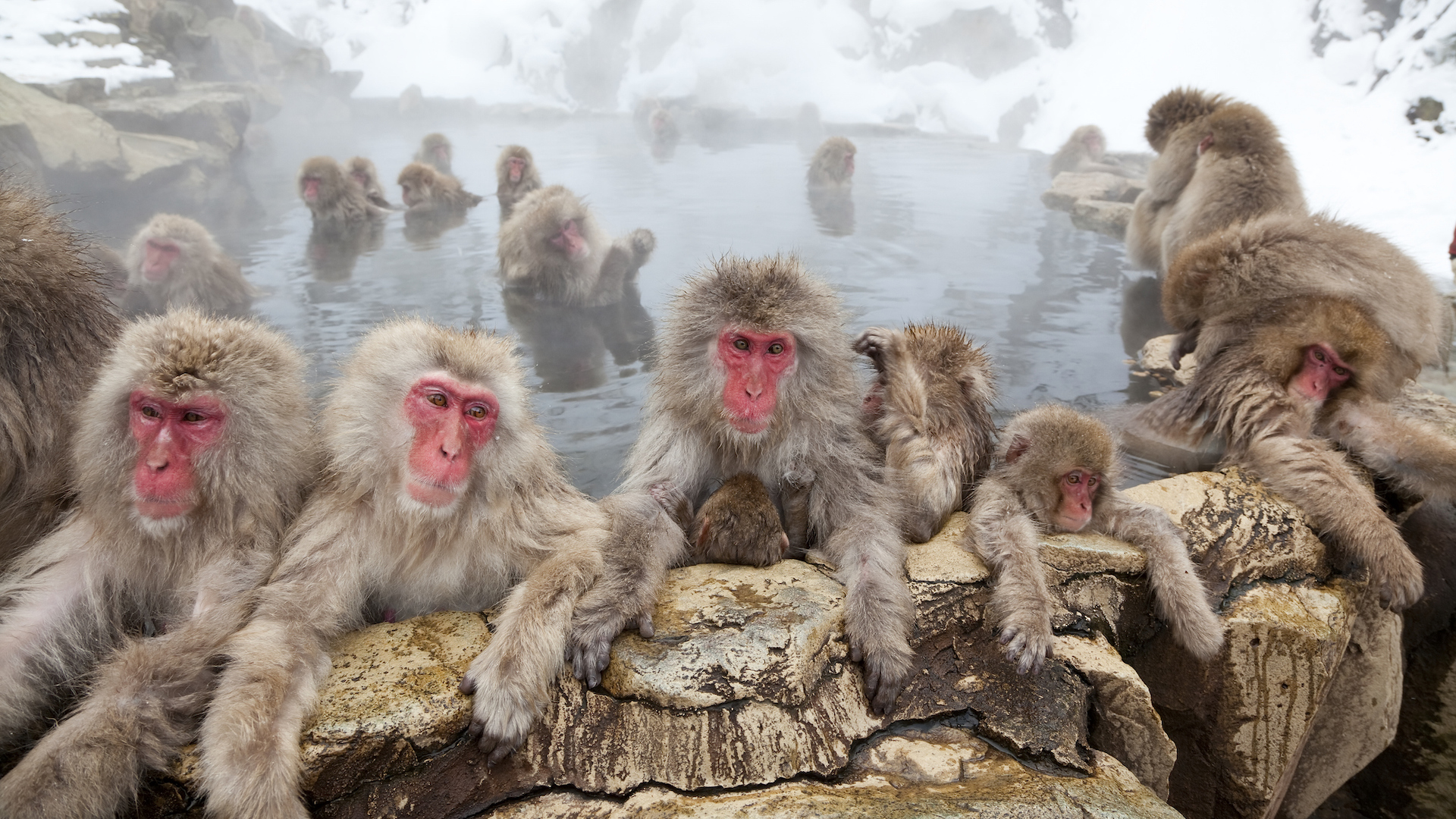 A photograph of Japanese macaques in a hot spring in the winter