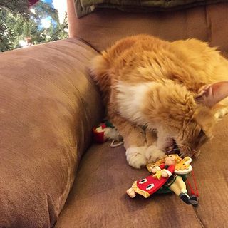 cat eating Christmas tree ornament