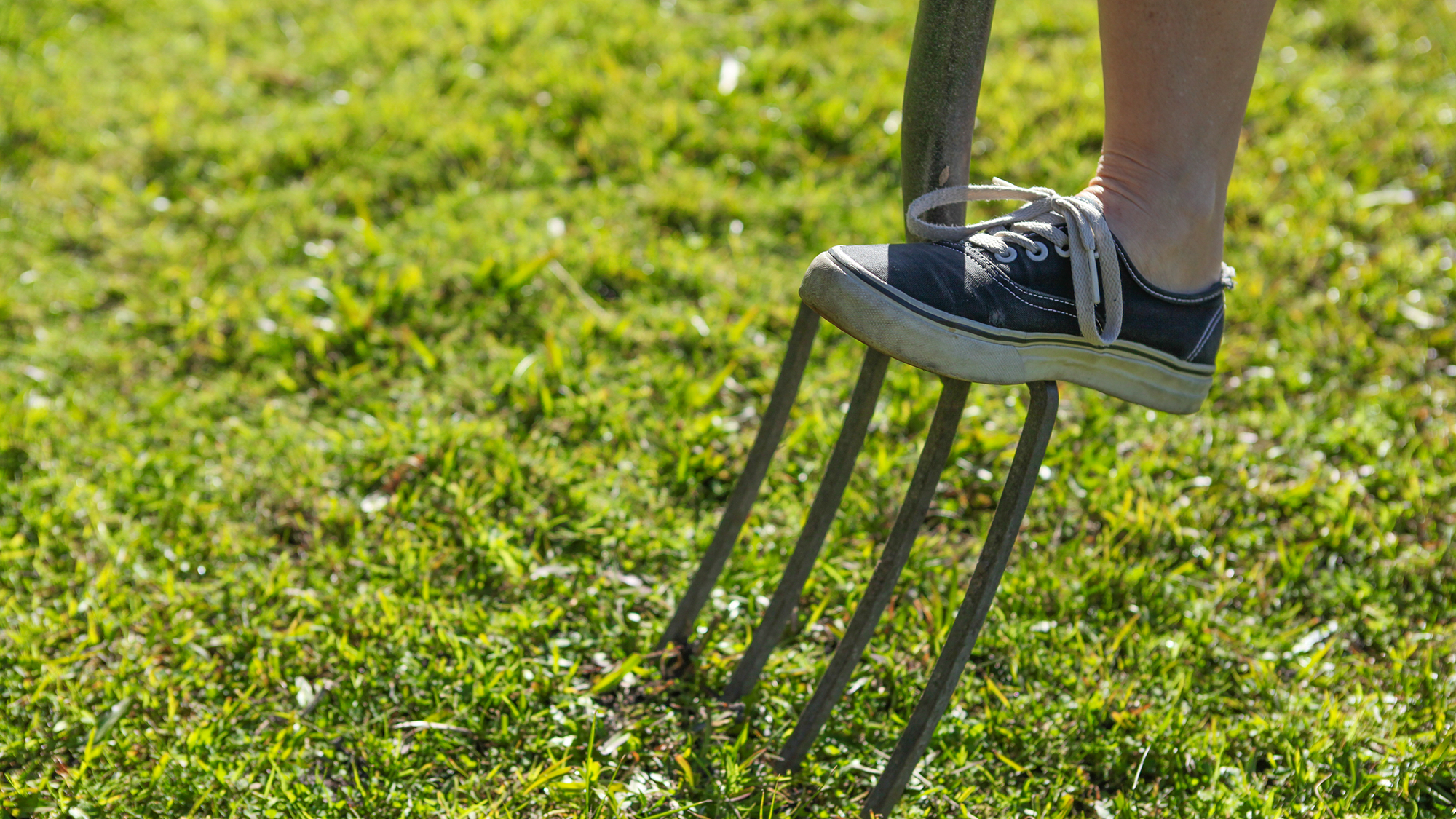 Aerating lawn with garden fork