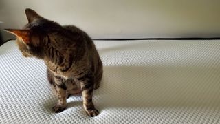 Nectar memory foam mattress with a shy tabby cat on top