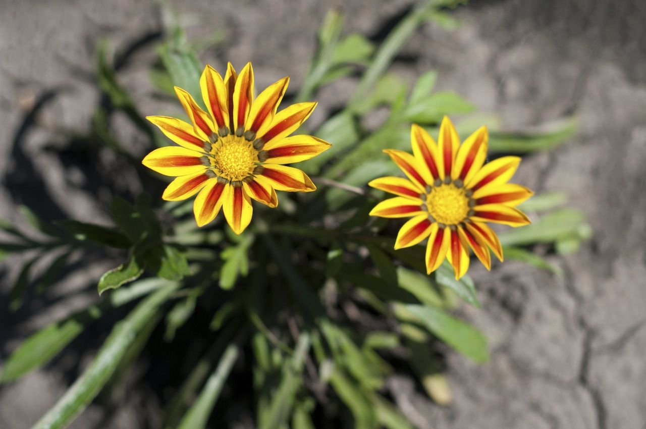 Flowering Plant In Clay Soil