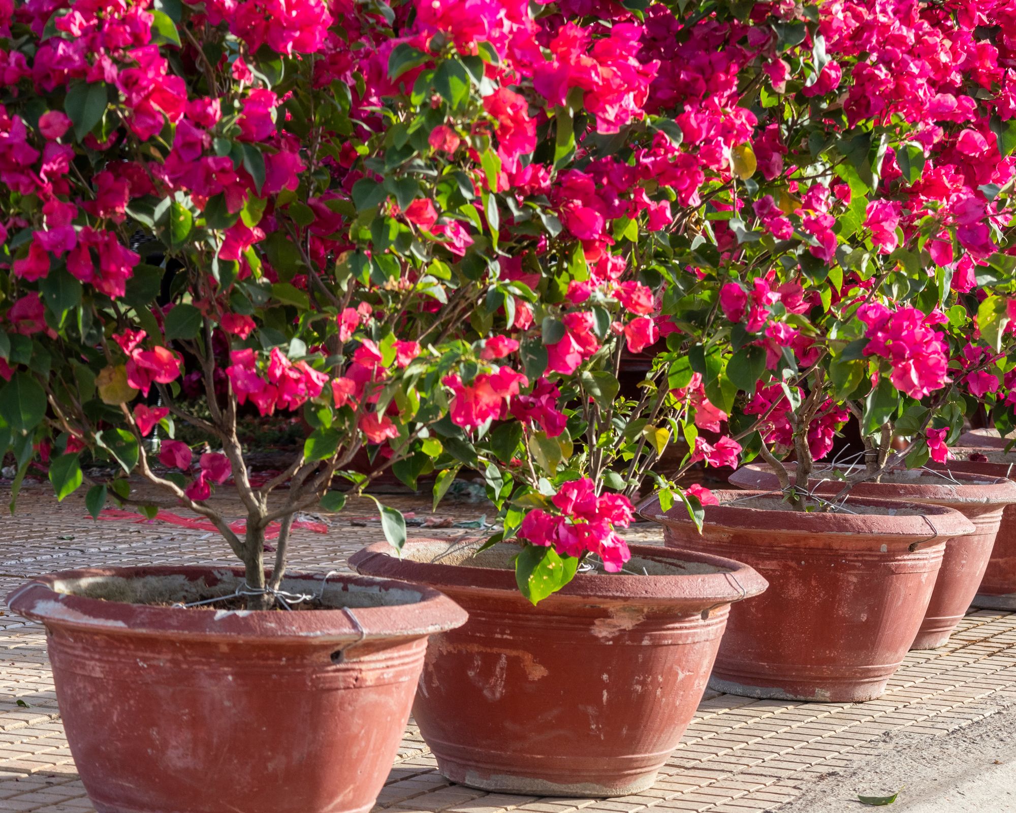 Experts explain how to grow bougainvillea in any climate | GardeningEtc