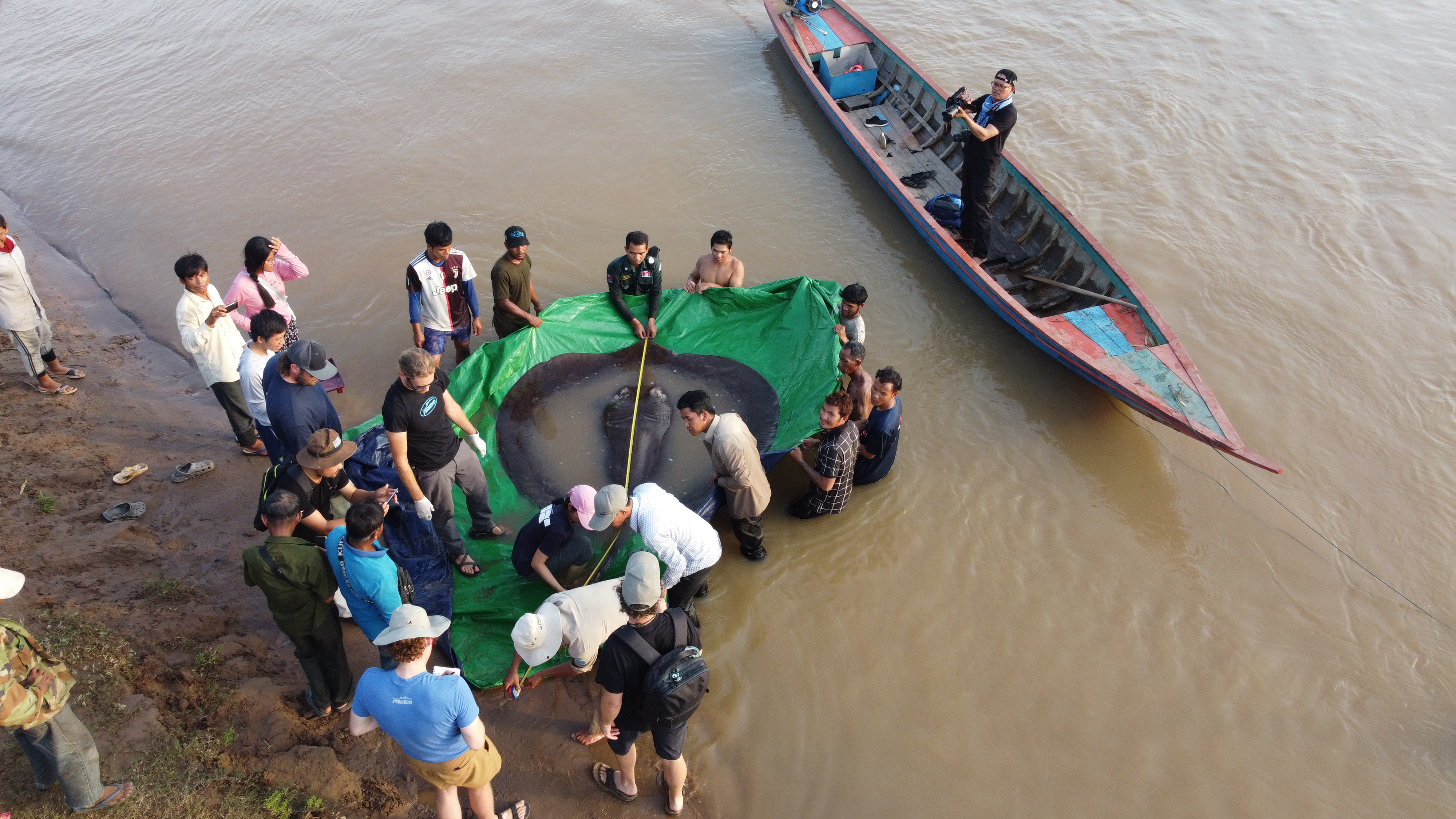 Scientists measure a giant freshwater stingray caught in the Mekong River on June 13, 2022. The catch turned out to be the largest freshwater fish ever recorded.