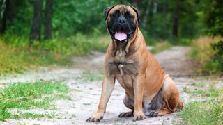 Bullmastiff dog sat outside