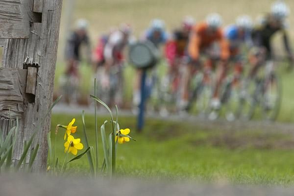The peloton descend at the half-way mark of the circuit on the country roads near Burnie.