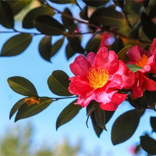 Pink-red Camellia sasanqua flower on camellia shrub against sky background